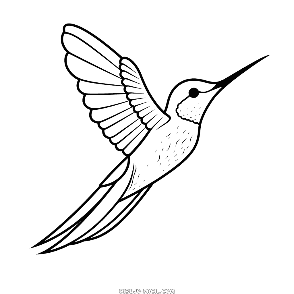 Dibujo fácil de colibrí