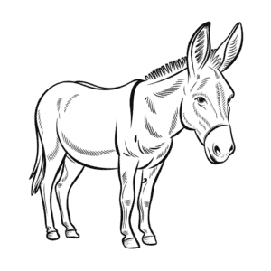 Dibujo fácil de Burro Realista